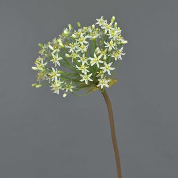 Allium artificiel BRAIS, blanc, 90cm