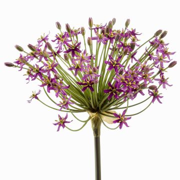 Allium artificiel BRAIS, violet, 90cm
