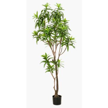 Dracaena artificiel OSAKA, vert, 190cm