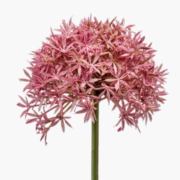 Allium artificiel ARNAU, rose fuchsia, 60cm