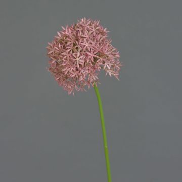 Allium artificiel ARNAU, rose fuchsia, 60cm