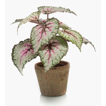 Bégonia rex artificiel MEIRA en pot en terre cuite, vert-rose, 25cm Bégonia rex artificiel MEIRA en pot en terre cuite, vert-rose, 25cm