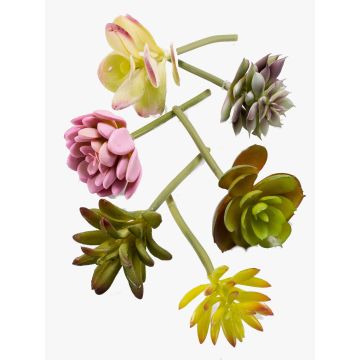 Plantes succulentes artificielles JADON, piquet, 6 pièces, coloré, 13cm, Ø5cm Plantes succulentes artificielles JADON, piquet, 6 pièces, coloré, 13cm, Ø5cm