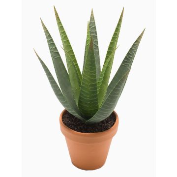 Aloe Variegata en plastique MARTINEZ, pot en terre cuite, vert, 30cm, Ø17cm Aloe Variegata en plastique MARTINEZ, pot en terre cuite, vert, 30cm, Ø17cm