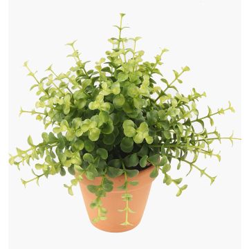 Eucalyptus artificiel JOSHUA en pot en argile, vert, 20cm, Ø17cm Eucalyptus artificiel JOSHUA en pot en argile, vert, 20cm, Ø17cm