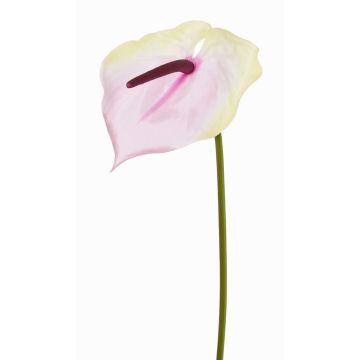 Anthurium artificiel MOIRA, crème-rose, 75cm, 13x20cm Anthurium artificiel MOIRA, crème-rose, 75cm, 13x20cm