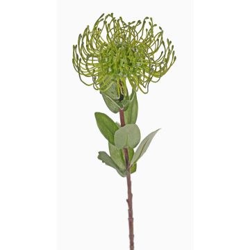 Fleur artificielle Protea BAILY, vert, 50cm, Ø12cm Fleur artificielle Protea BAILY, vert, 50cm, Ø12cm