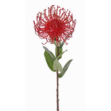 Fleur artificielle Protea BAILY, rouge, 50cm, Ø12cm Fleur artificielle Protea BAILY, rouge, 50cm, Ø12cm