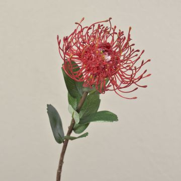 Fleur artificielle Protea BAILY, rouge, 50cm, Ø12cm Fleur artificielle Protea BAILY, rouge, 50cm, Ø12cm