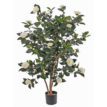 Plante artificielle Camellia Japonica SENTA, vrais troncs, fleurs, crème, 135cm Plante artificielle Camellia Japonica SENTA, vrais troncs, fleurs, crème, 135cm