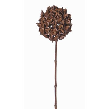 Branche d'anis étoilé artificielle CATBERT, brun, 70cm, Ø10cm Branche d'anis étoilé artificielle CATBERT, brun, 70cm, Ø10cm