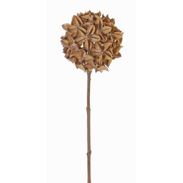 Branche d'anis étoilé artificielle CATBERT, marron clair, 70cm, Ø10cm Branche d'anis étoilé artificielle CATBERT, marron clair, 70cm, Ø10cm
