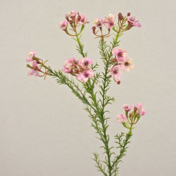 Fleur d'hoya artificielle AISHA, rose, 65cm