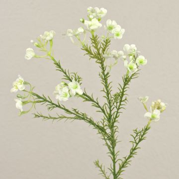 Fleur d'hoya artificielle AISHA, crème-blanc, 65 cm