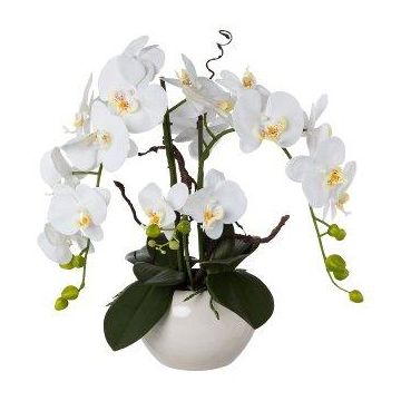Arrangement d'orchidée et de saule tire-bouchon décoratif LULUDI, pot en céramique blanc, racines, blanc, 55cm Arrangement d'orchidée et de saule tire-bouchon décoratif LULUDI, pot en céramique blanc, racines, blanc, 55cm