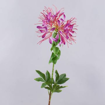 Fleur artificielle Cleome HILDEGARD, violet, 85cm
