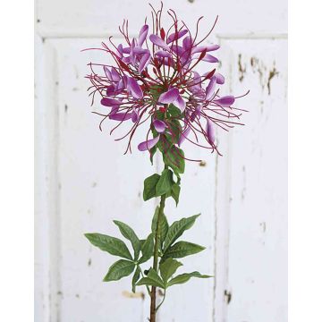 Fleur artificielle Cleome HILDEGARD, violet, 85cm