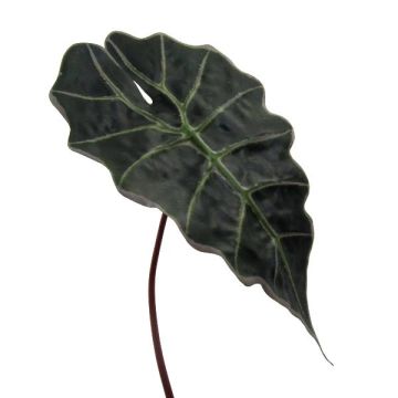 Feuille décorative Alocasia Sanderiana ALEPU, vert, 65cm