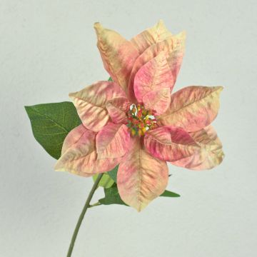 Poinsettia en velours LIBASSE, crème-rose, 65cm