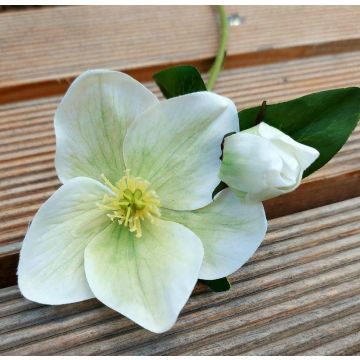 Fleur artificielle Rose de Noël MITTWEIDA, crème-vert, 35cm