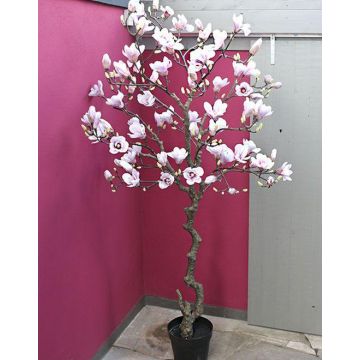 Arbre de magnolia artificiel TIAGO, blanc-rose, 210cm