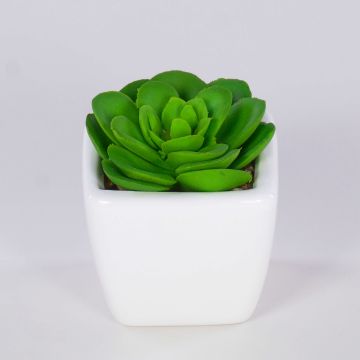 Echeveria elegans artificiel KATNISS, pot en céramique, vert, 6cm Echeveria elegans artificiel KATNISS, pot en céramique, vert, 6cm