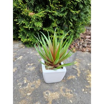 Agave decipiens artificiel KATNISS, pot en céramique, vert-rouge, 19cm