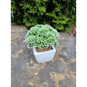 Sedum telephium artificiel KATNISS, pot en céramique, vert, 14cm Sedum telephium artificiel KATNISS, pot en céramique, vert, 14cm