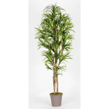Faux Dracaena Marginata KIMANORA, troncs naturels, vert-jaune, 125cm - Made in Italy