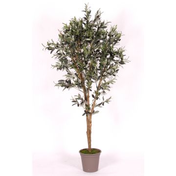 Olivier artificiel MIANA, troncs naturels, avec des fruits, 175cm - Made in Italy