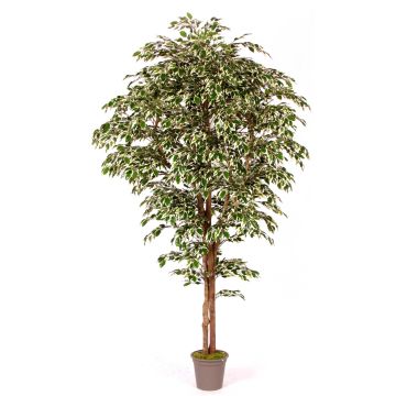 Ficus Benjamina artificiel LINETTE, troncs naturels, vert-blanc, 200cm - Made in Italy Ficus Benjamina artificiel LINETTE, troncs naturels, vert-blanc, 200cm - Made in Italy