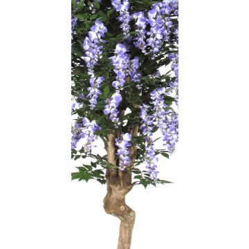 Fausse glycine ERLINA, tronc en bois véritable, avec des fleurs, lilas, 175cm - Made in Italy Fausse glycine ERLINA, tronc en bois véritable, avec des fleurs, lilas, 175cm - Made in Italy