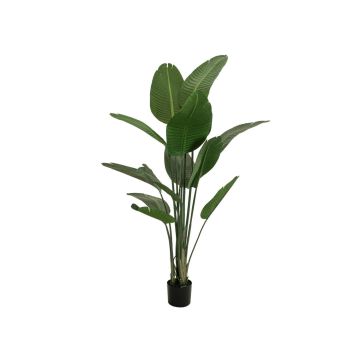 Plante artificielle Strelitzia PANAGIOTA, vert, 170cm Plante artificielle Strelitzia PANAGIOTA, vert, 170cm