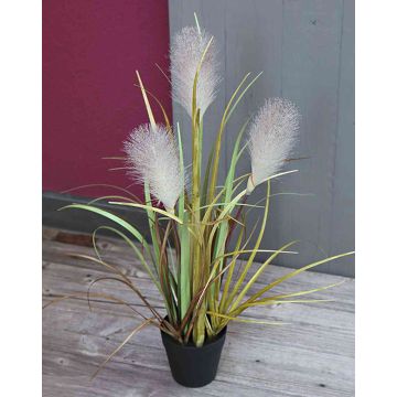 Herbe de la pampa NICOLAS avec panicules, vert-brun, 50cm