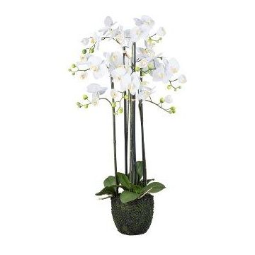 Fleur décorative Orchidée Phalaenopsis PINSARY, motte de terre, racines, blanc, 95cm Fleur décorative Orchidée Phalaenopsis PINSARY, motte de terre, racines, blanc, 95cm