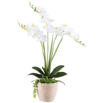 Composition florale artificielle d'orchidée et de plantes succulentes FININ, pot en ciment, racines, blanc, 55cm Composition florale artificielle d'orchidée et de plantes succulentes FININ, pot en ciment, racines, blanc, 55cm