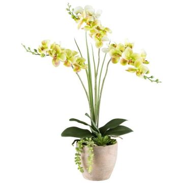 Composition florale artificielle d'orchidée et de plantes succulentes FININ, pot en ciment, racines, vert-blanc, 55cm Composition florale artificielle d'orchidée et de plantes succulentes FININ, pot en ciment, racines, vert-blanc, 55cm
