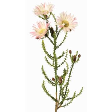 Fleur artificielle « Cap Strawflower » BEYA, rose-crème, 60 cm, Ø 6 cm
