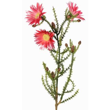 Immortelle du Cap artificielle BEYA, rose-fuchsia, 60 cm, Ø 6 cm