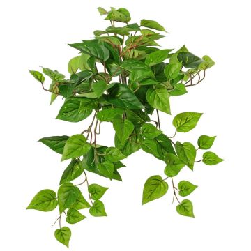 Plante décorative Suspension de pothos SHELLEY sur piquet, collection écologique, vert, 55cm Plante décorative Suspension de pothos SHELLEY sur piquet, collection écologique, vert, 55cm