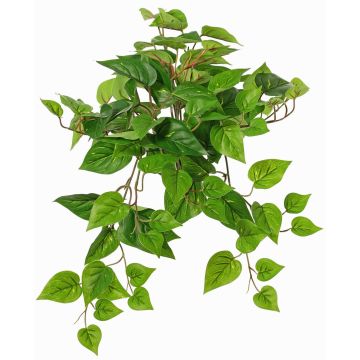 Plante décorative Suspension de pothos SHELLEY sur piquet, collection écologique, vert, 55cm Plante décorative Suspension de pothos SHELLEY sur piquet, collection écologique, vert, 55cm
