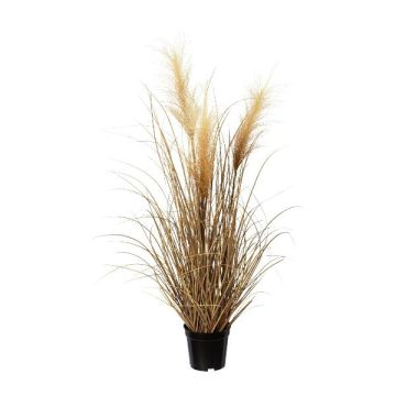 Herbe décorative Herbe de la pampa SIRFO avec des panicules, brun, 75cm