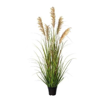 Herbe décorative Panicum miliaceum SIRFU, brun-beige, 120cm