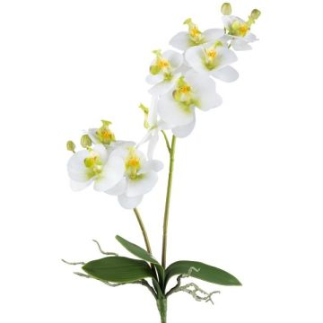 Fleur décorative Orchidée Phalaenopsis KRUZBER, piquet, racines, blanc-vert, 55cm
