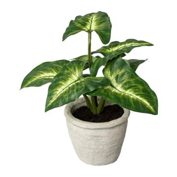 Plante décorative Syngonium KLORHE, pot en ciment, vert, 20 cm Plante décorative Syngonium KLORHE, pot en ciment, vert, 20 cm