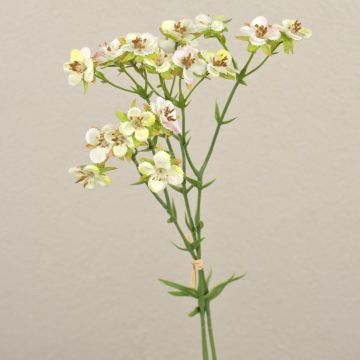 Fleur Hoya artificielle HEKLA, crème-vert, 30cm, Ø2-2,5cm