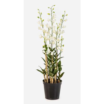 Fleur artificielle orchidée Dendrobium LOFINA dans un pot décoratif, blanc, 130 cm Fleur artificielle orchidée Dendrobium LOFINA dans un pot décoratif, blanc, 130 cm