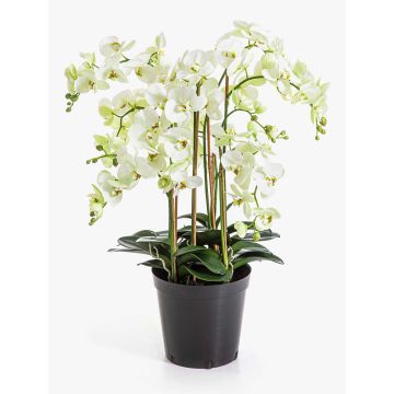 Fleur artificielle orchidée Phalaenopsis FINEA dans un pot décoratif, crème, 85 cm Fleur artificielle orchidée Phalaenopsis FINEA dans un pot décoratif, crème, 85 cm