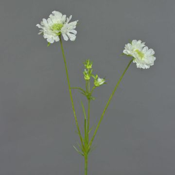 Scabiosa en tissu ANDIA, blanc, 80cm, Ø8-10cm Scabiosa en tissu ANDIA, blanc, 80cm, Ø8-10cm