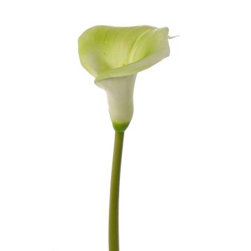 Calla artificiel MIRAC, vert-blanc, 75cm, 13x15cm Calla artificiel MIRAC, vert-blanc, 75cm, 13x15cm